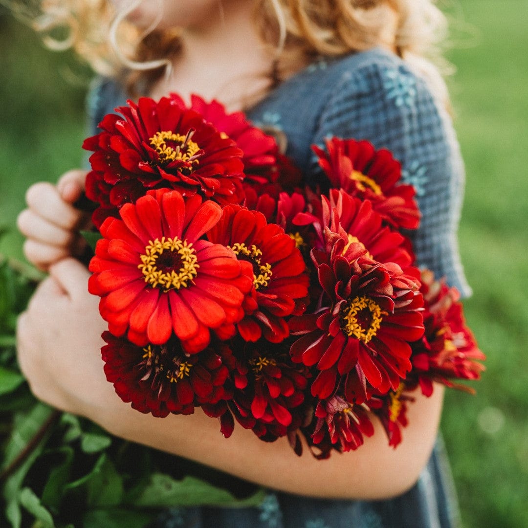 Meteor Zinnia