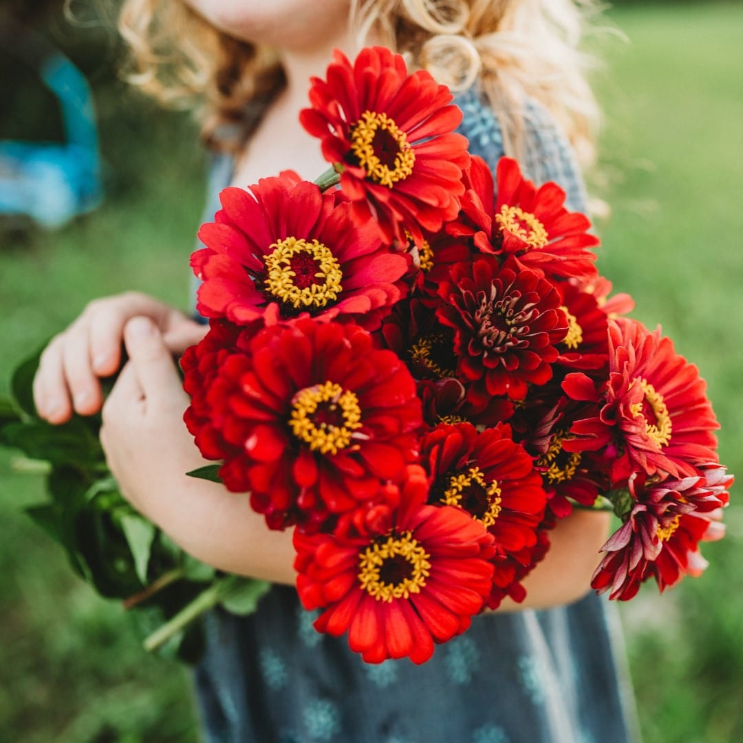 Meteor Zinnia