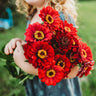 Meteor Zinnia