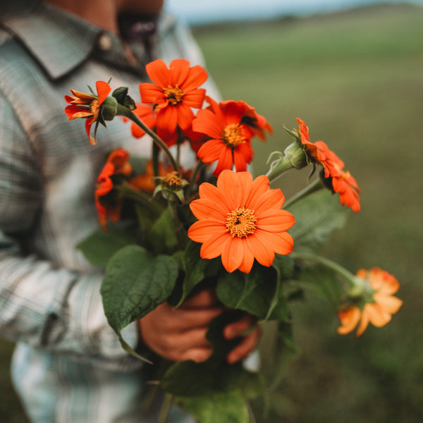 planting mexican sunflower seeds Mexican Sunflower