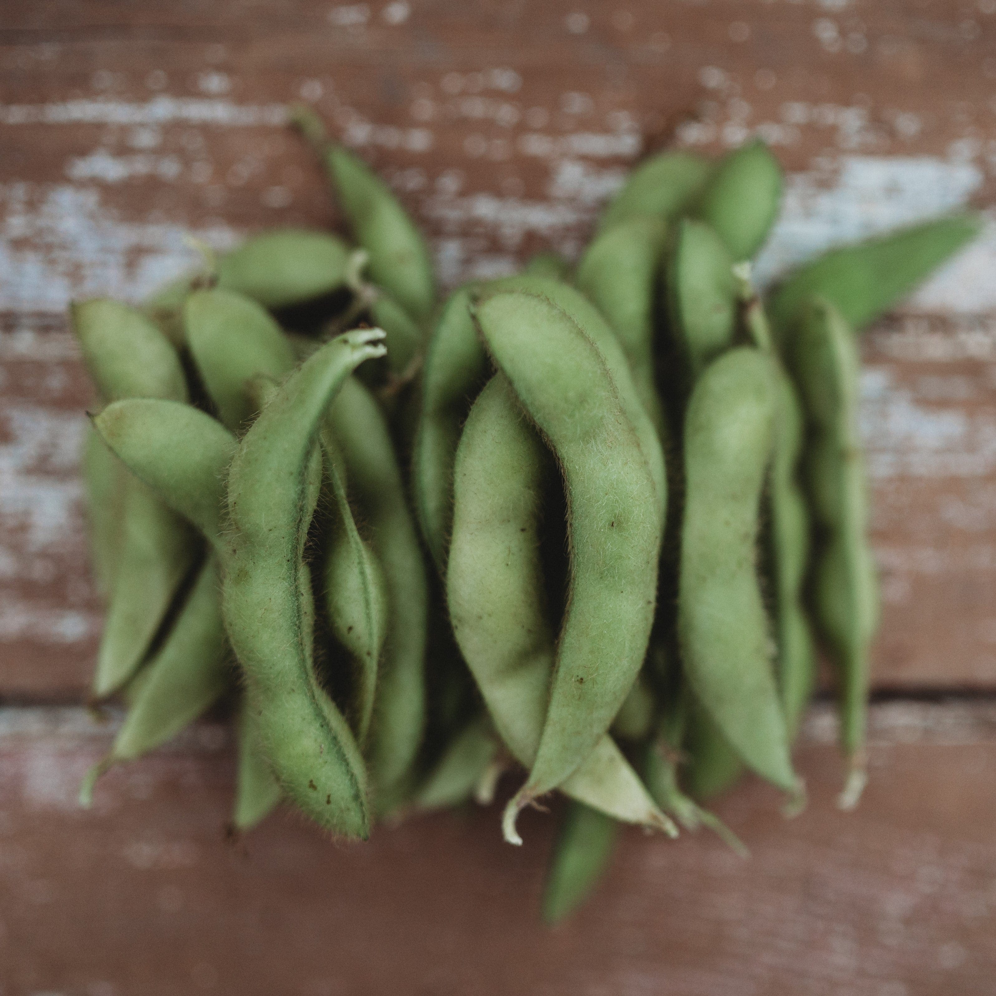 edamame...＊ Midori Giant Edamame - Thresh Seed Co.