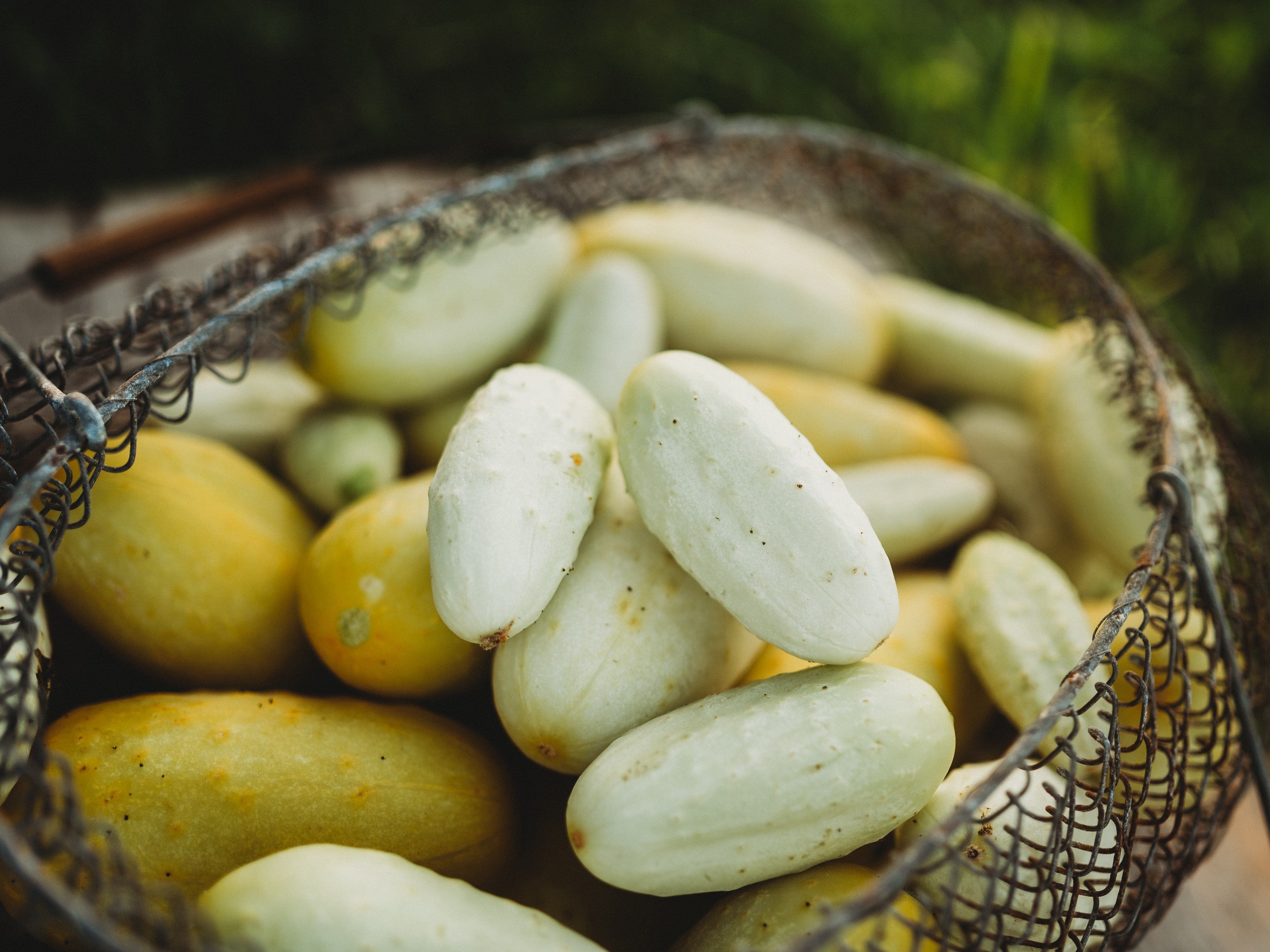 Miniature White Cucumber - Thresh Seed Co.