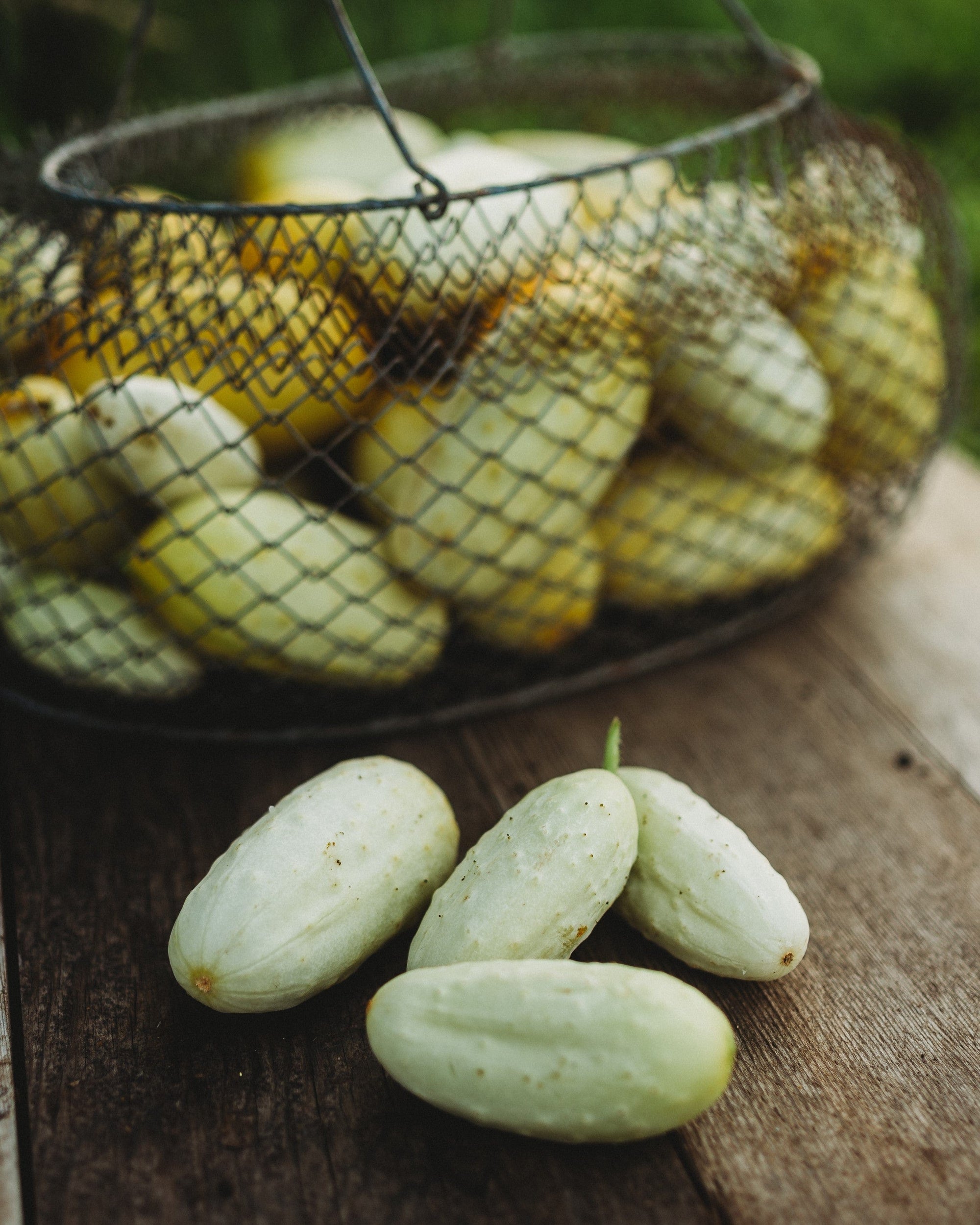 Mini Cubumber Miniature White Cucumber - Thresh Seed Co.