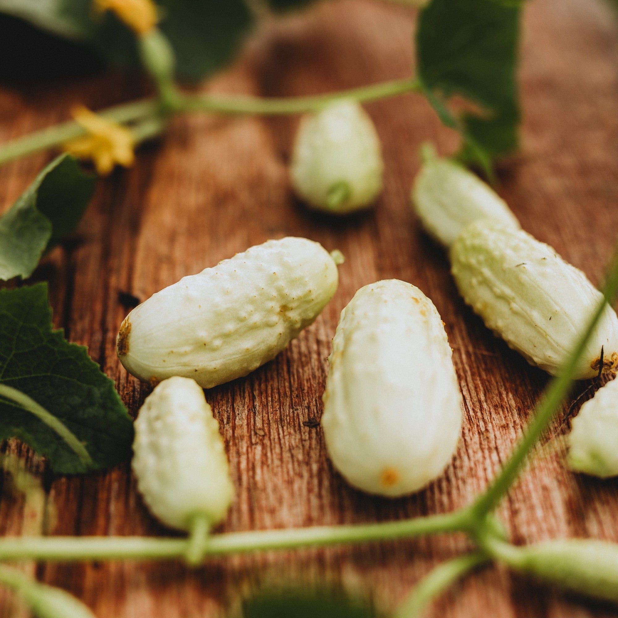 Mini Cubumber Miniature White Cucumber - Thresh Seed Co.