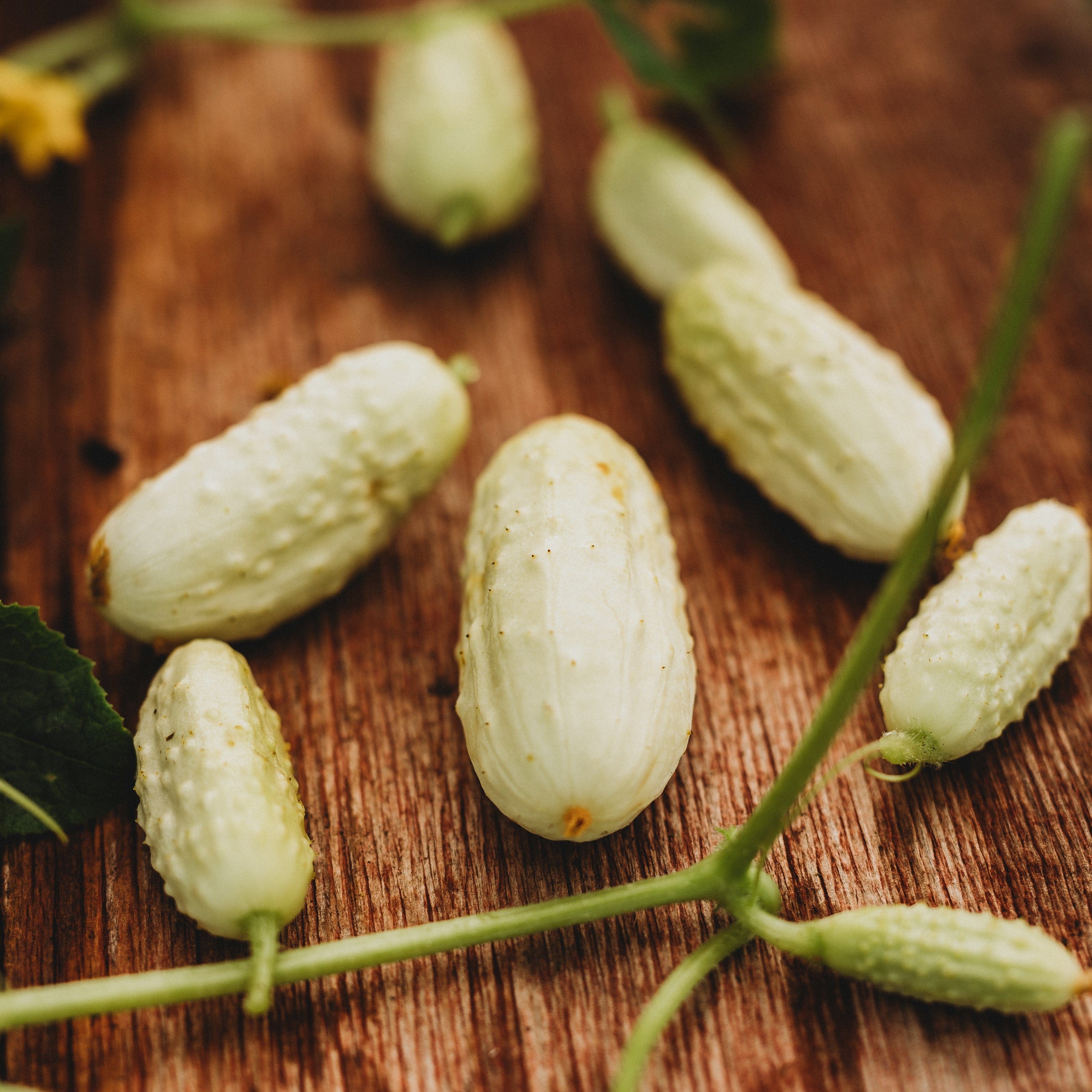 Miniature White Cucumber - Thresh Seed Co.
