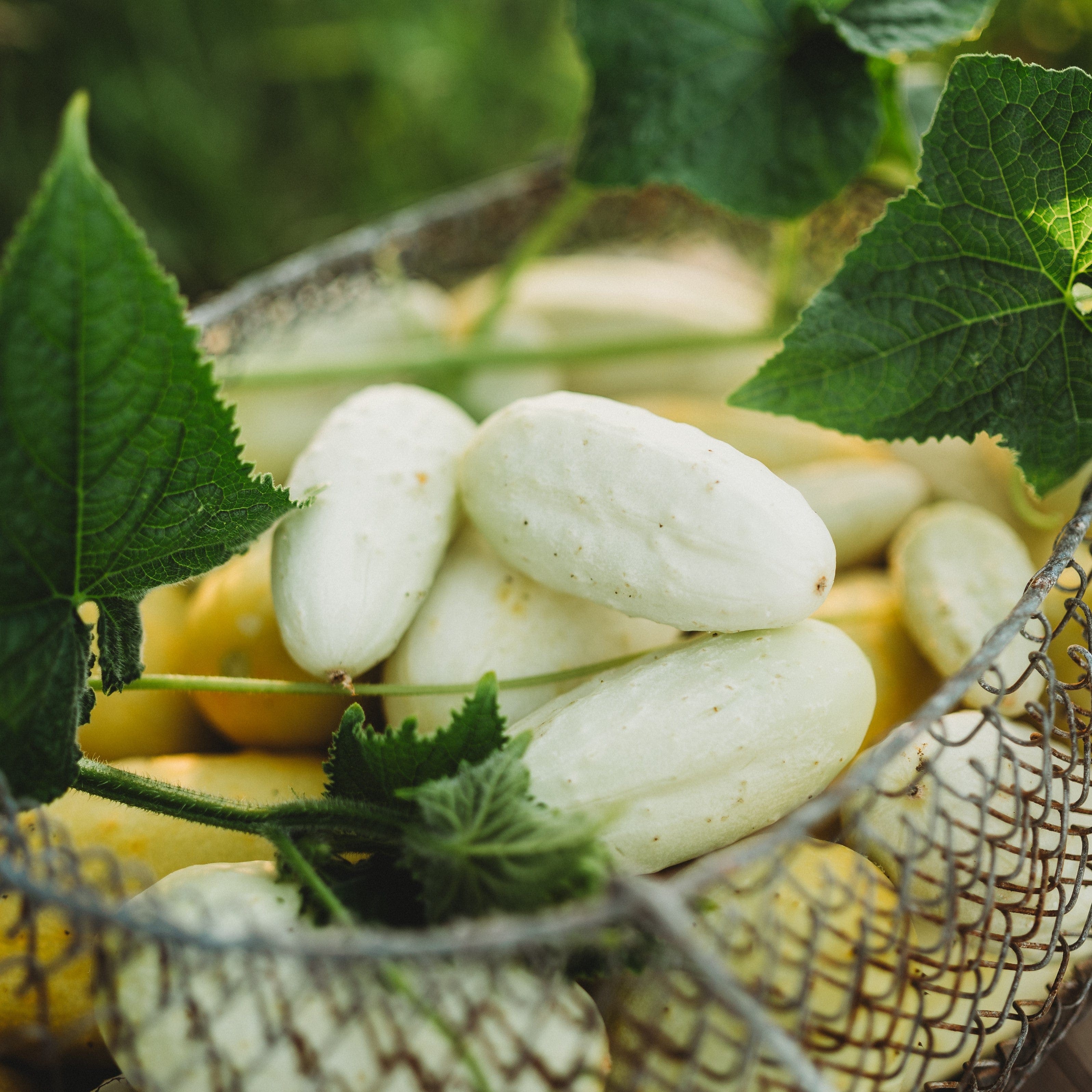 cucmber 小さめと、ミニ混ざり Miniature White Cucumber - Thresh Seed Co.