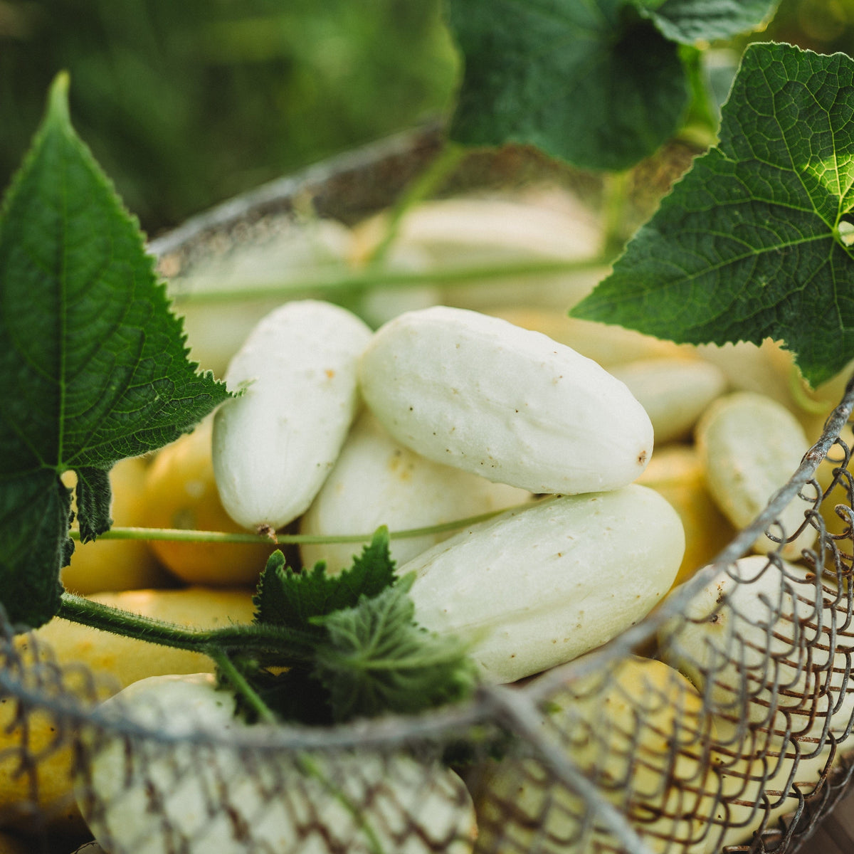 Mini Cubumber Miniature White Cucumber - Thresh Seed Co.