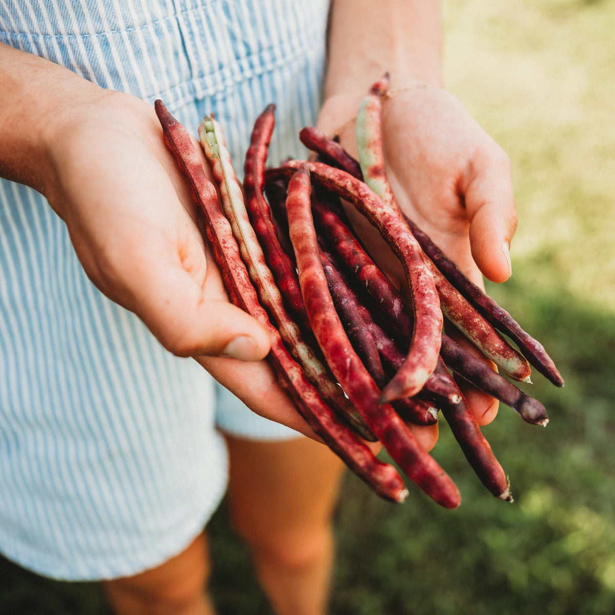 Mississippi Purple Hull Pea