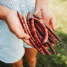 Mississippi Purple Hull Pea