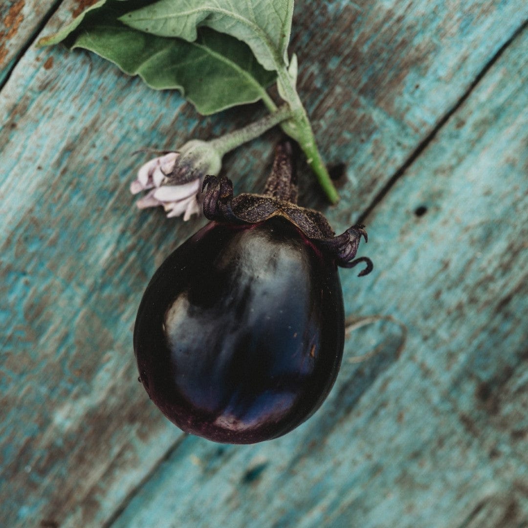 Mitoyo Japanese Eggplant