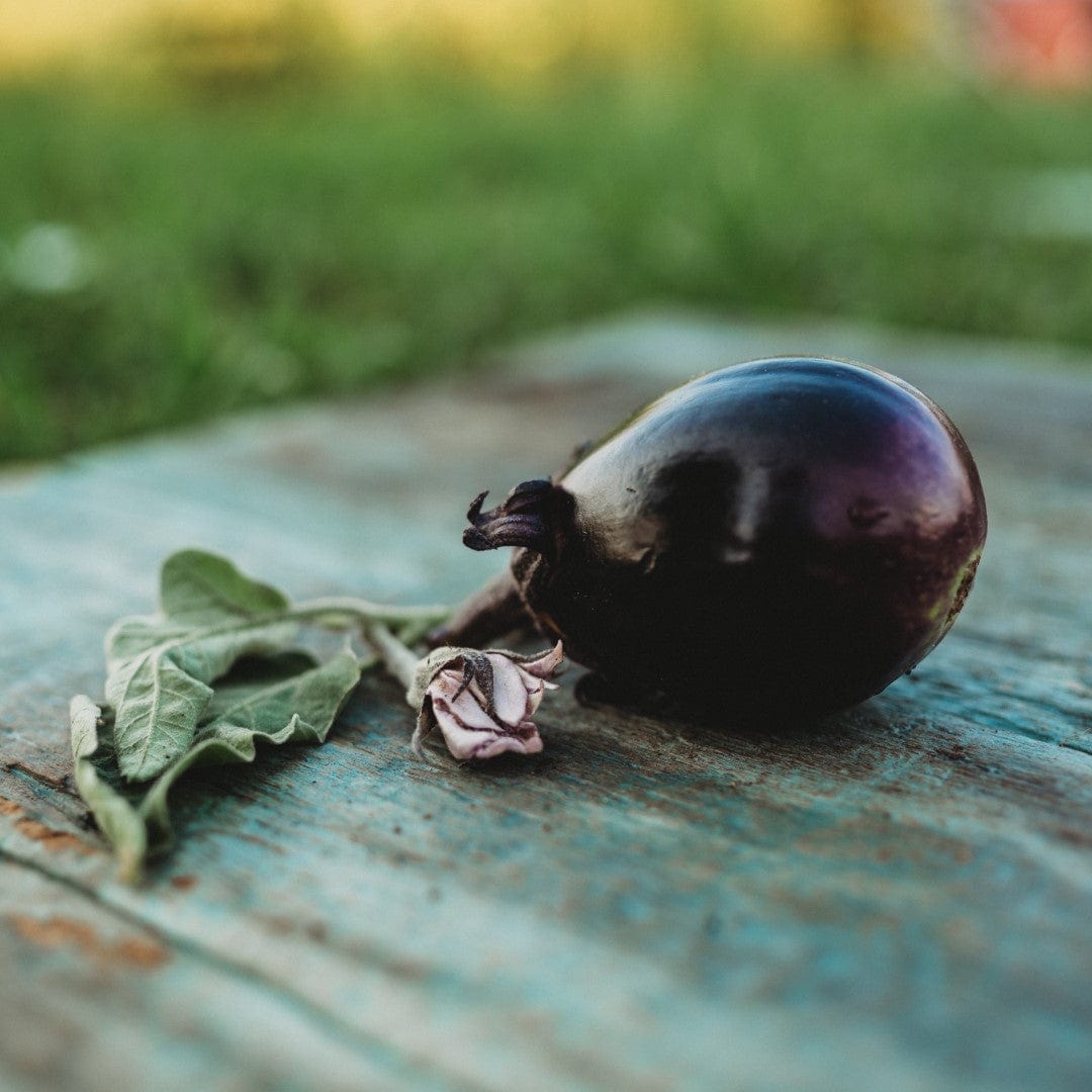 Mitoyo Japanese Eggplant