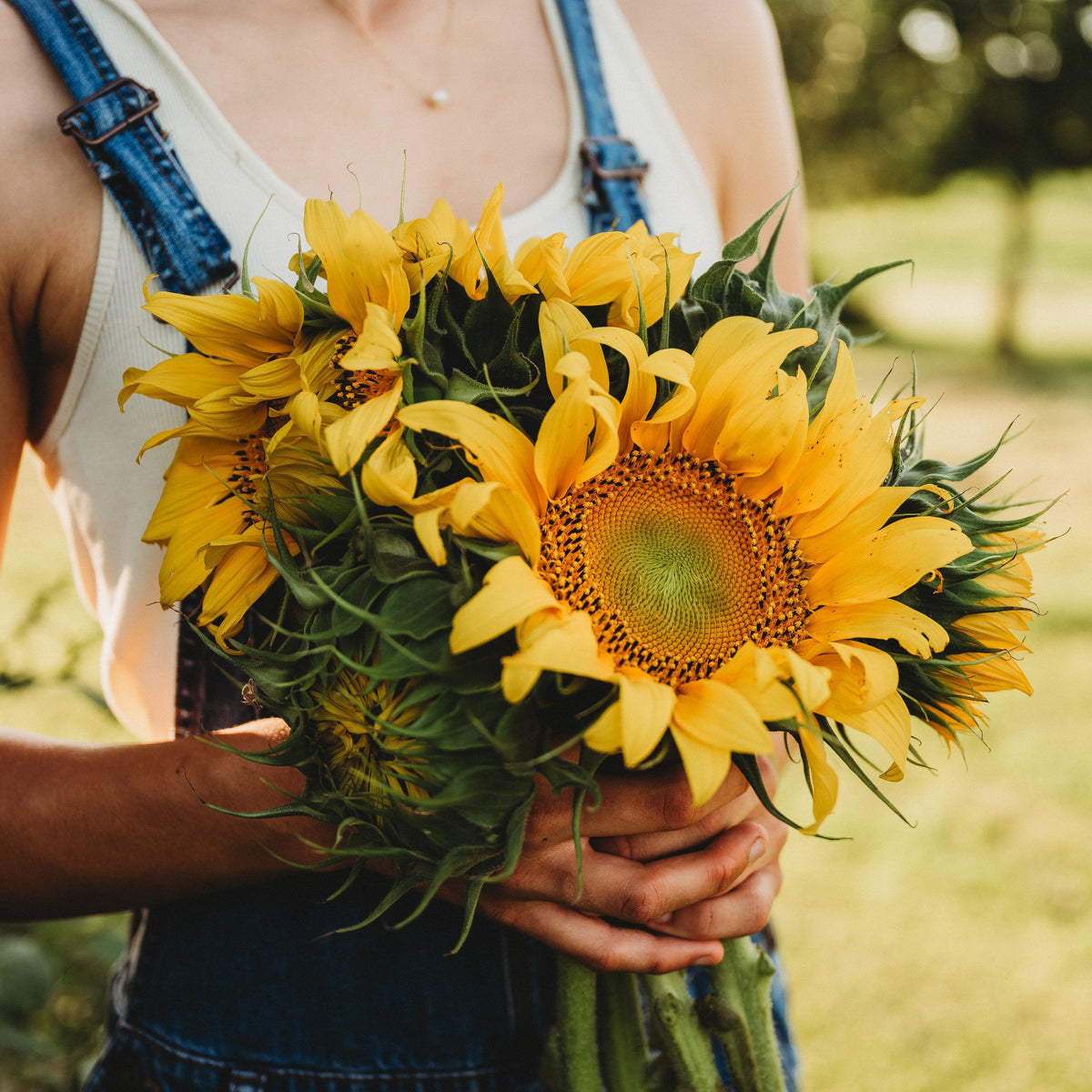 Mongolian Giant Sunflower