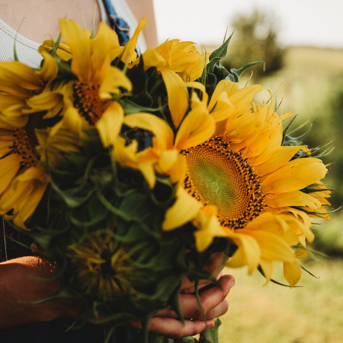 Mongolian Giant Sunflower