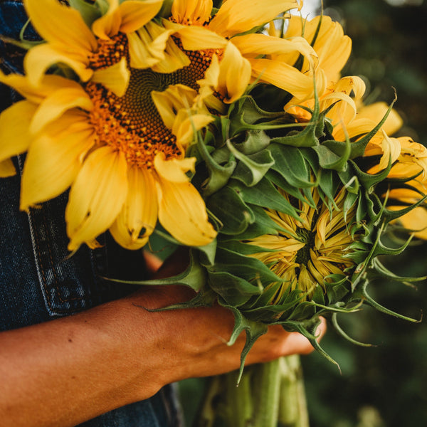 giant flower seeds Mongolian Giant Sunflower, Packet (25 Seeds)