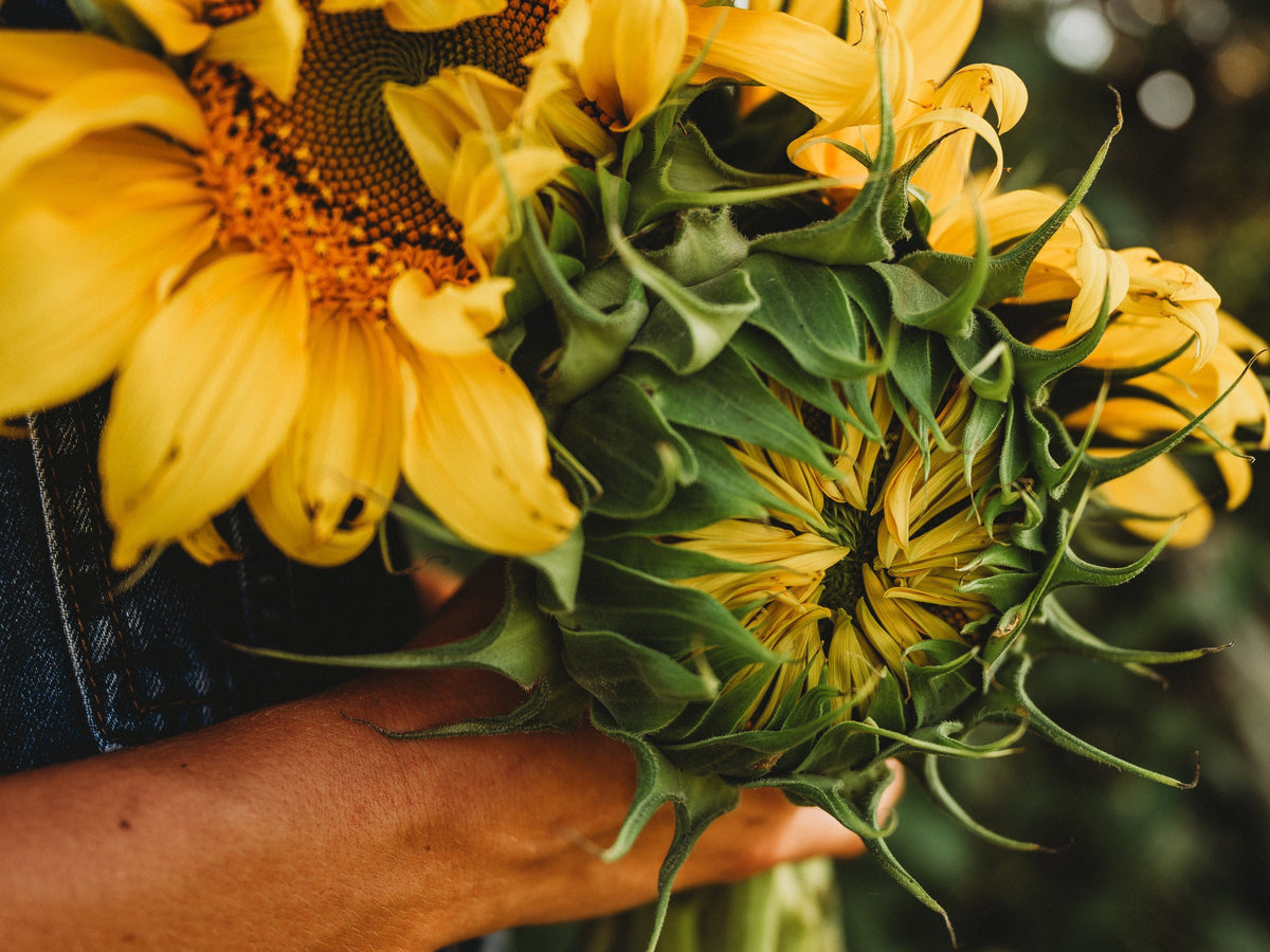 Mongolian Giant Sunflower