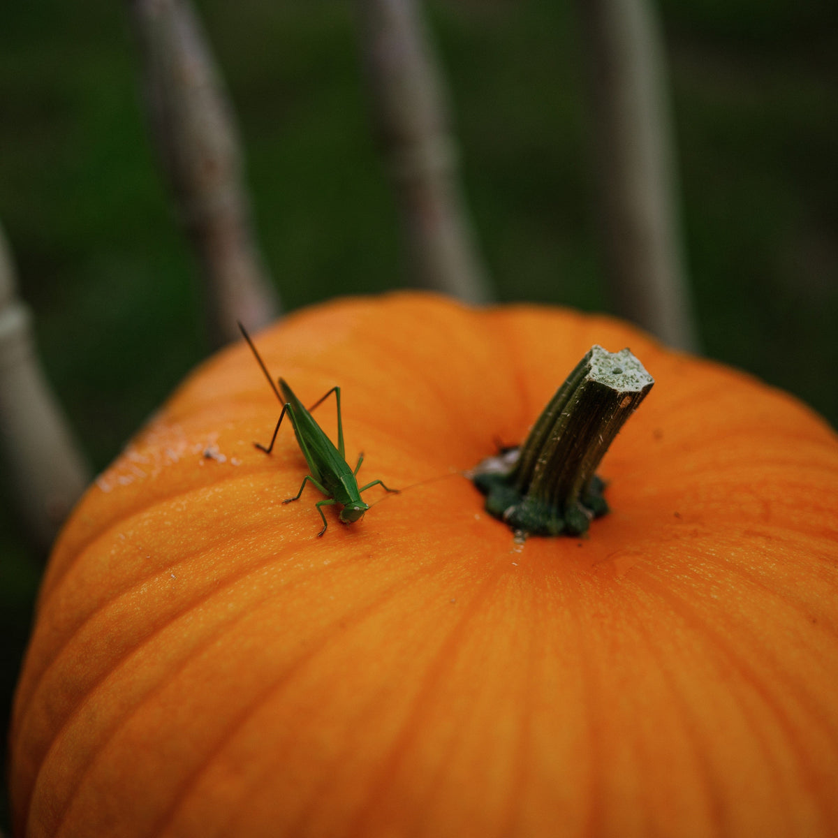 Montana Jack Pumpkin