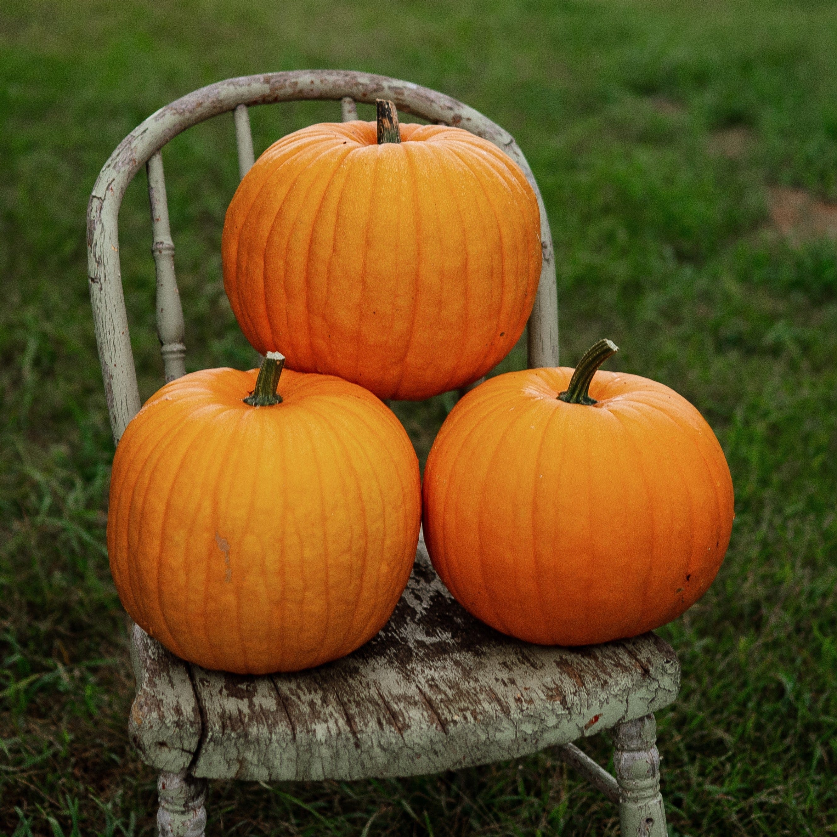 Montana Jack Pumpkin - Thresh Seed Co.