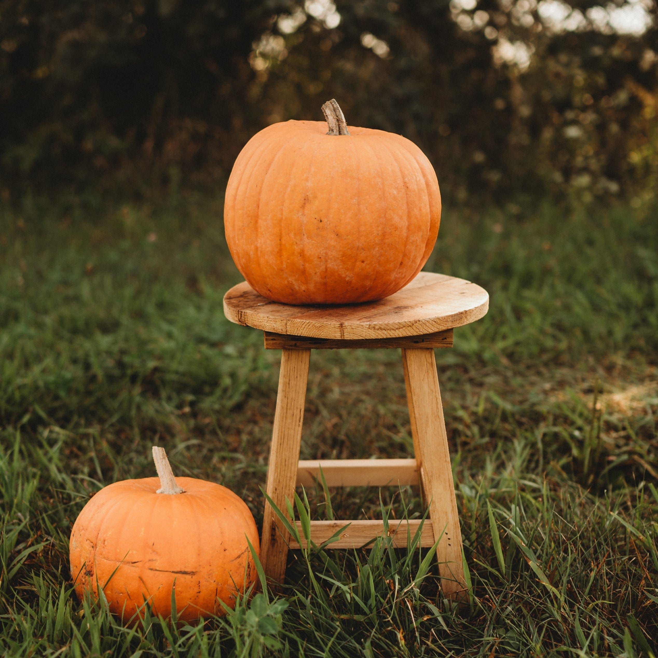 Montana Jack Pumpkin - Thresh Seed Co.