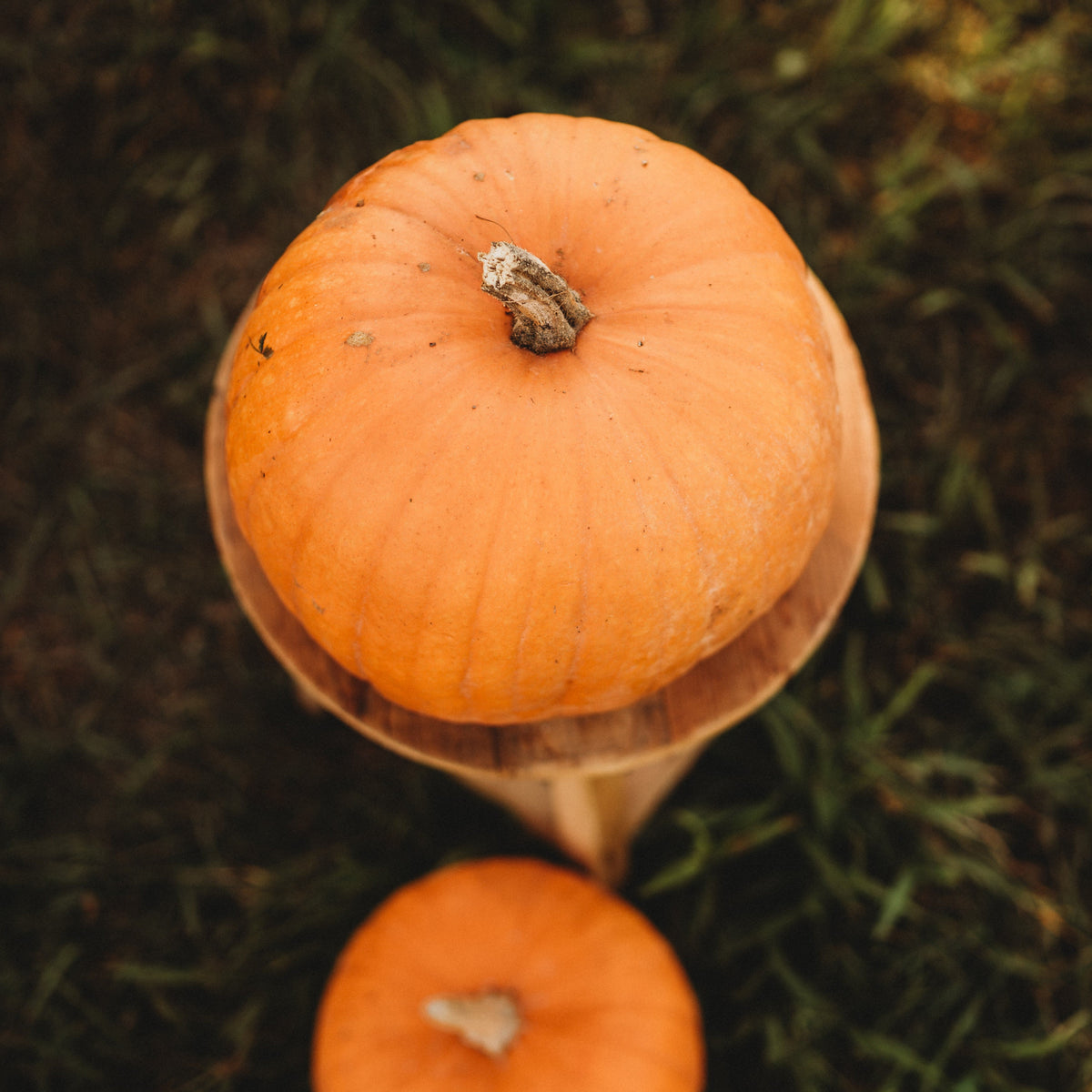 Montana Jack Pumpkin