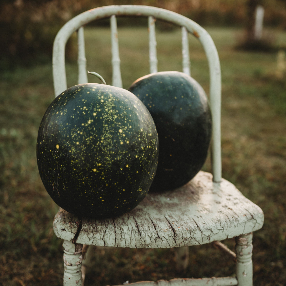 Moon and Stars Watermelon