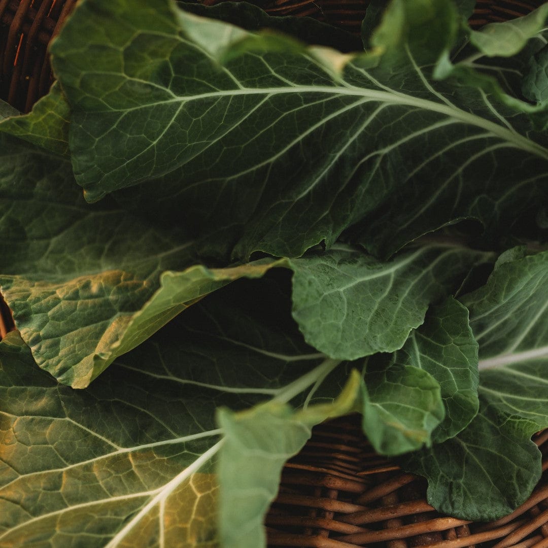 Morris Heading Collards - Thresh Seed Co.