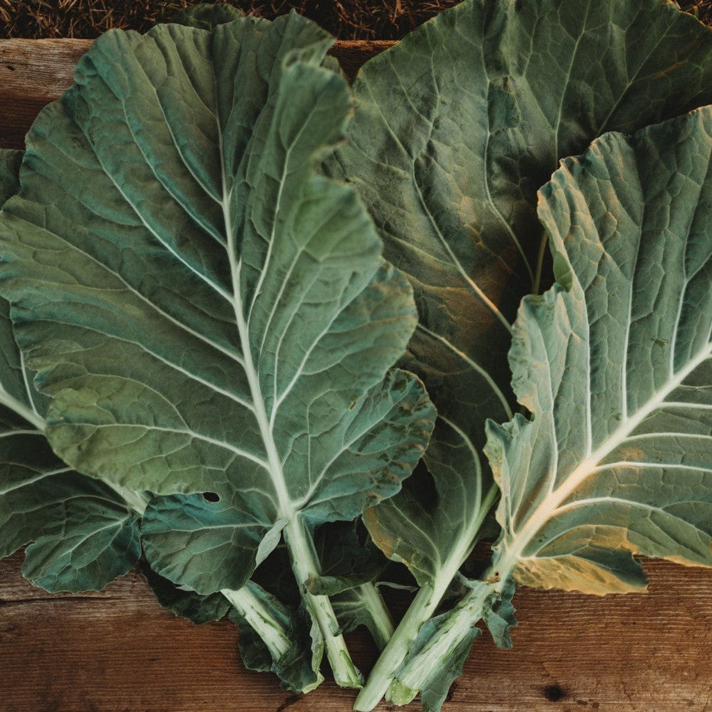 Morris Heading Collards Seeds