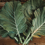 Morris Heading Collards Seeds