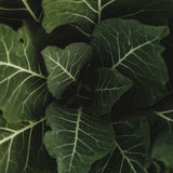 Morris Heading Collards Seeds