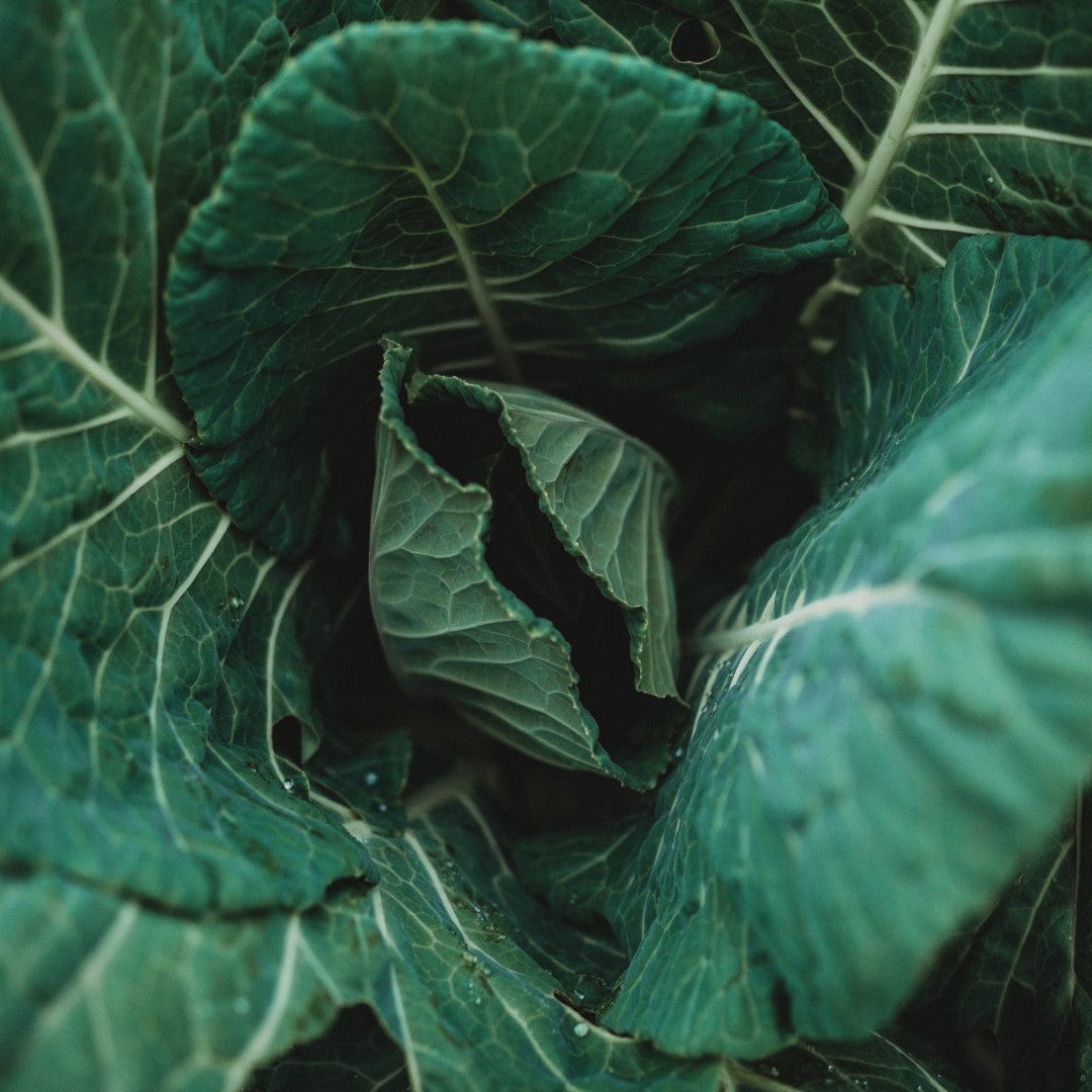 Morris Heading Collards - Thresh Seed Co.