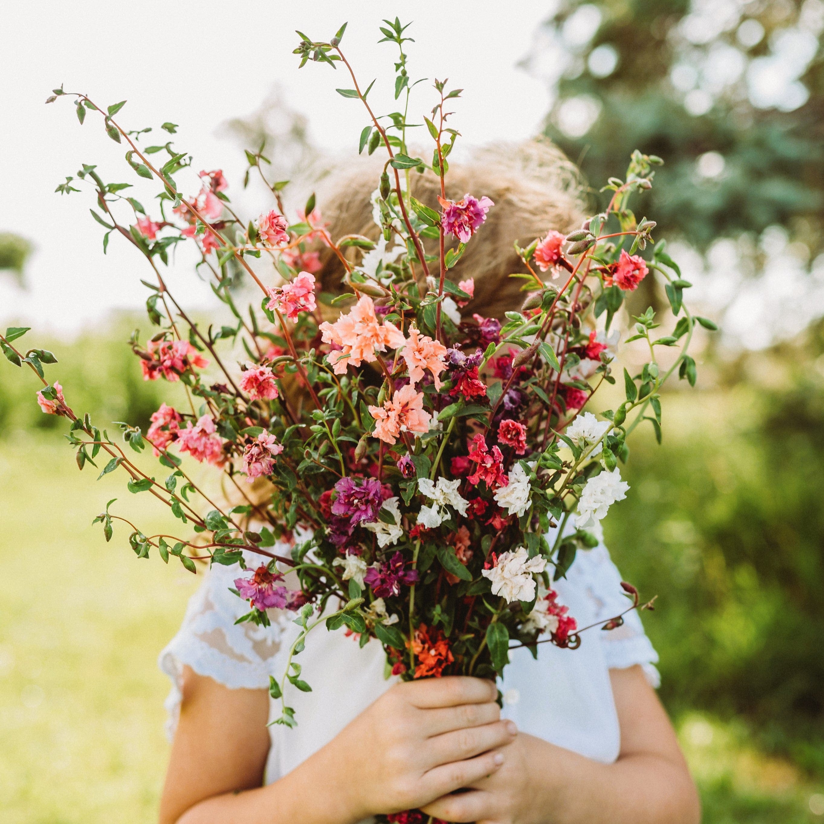 Mountain Garland Mix (Elegant Clarkia) Seeds