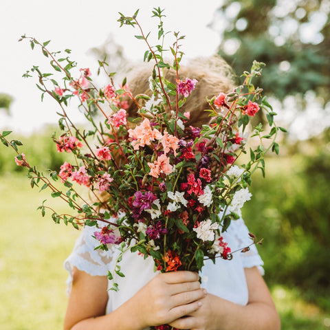 Mountain Garland Mix (Elegant Clarkia) Seeds