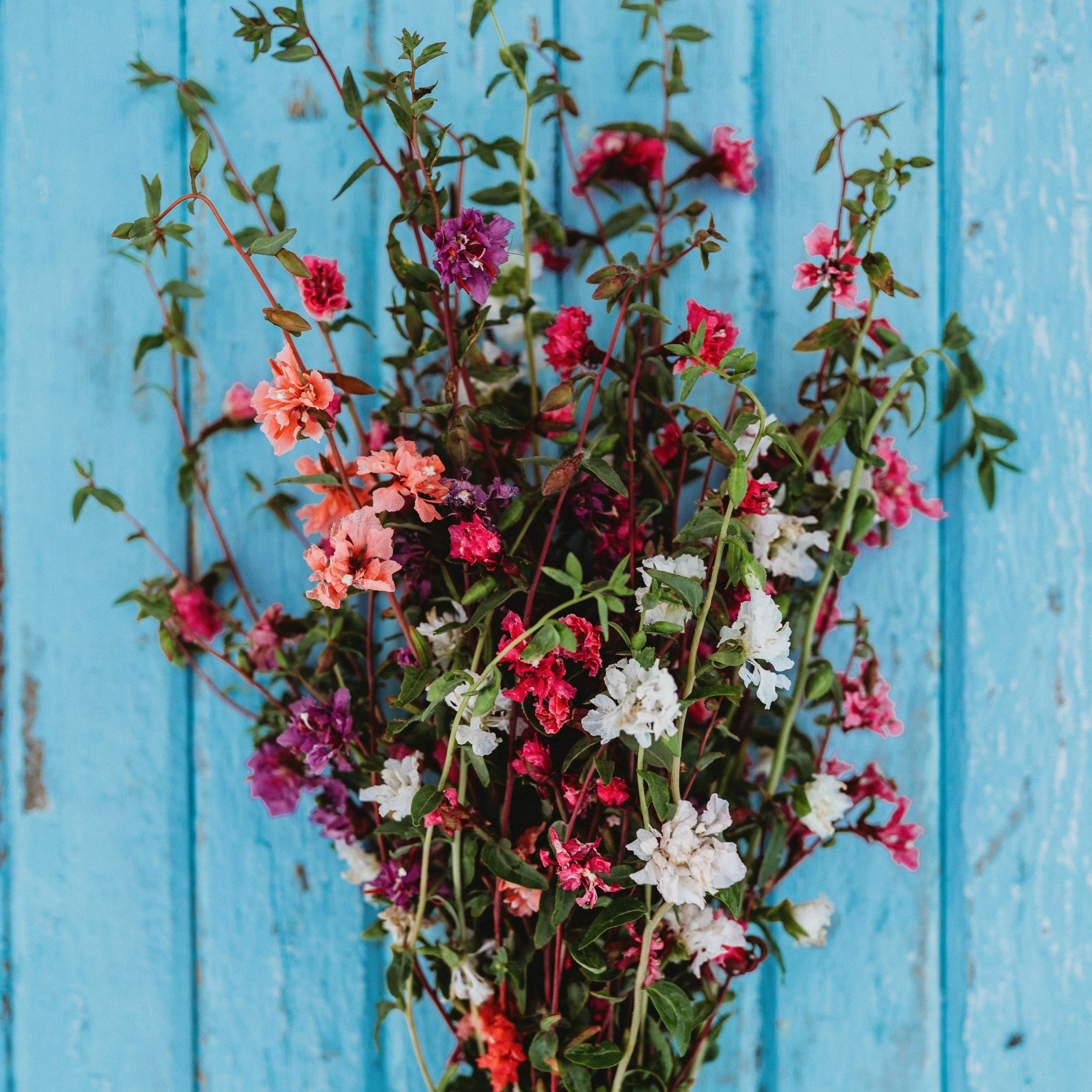 Mountain Garland Mix (Elegant Clarkia) Seeds