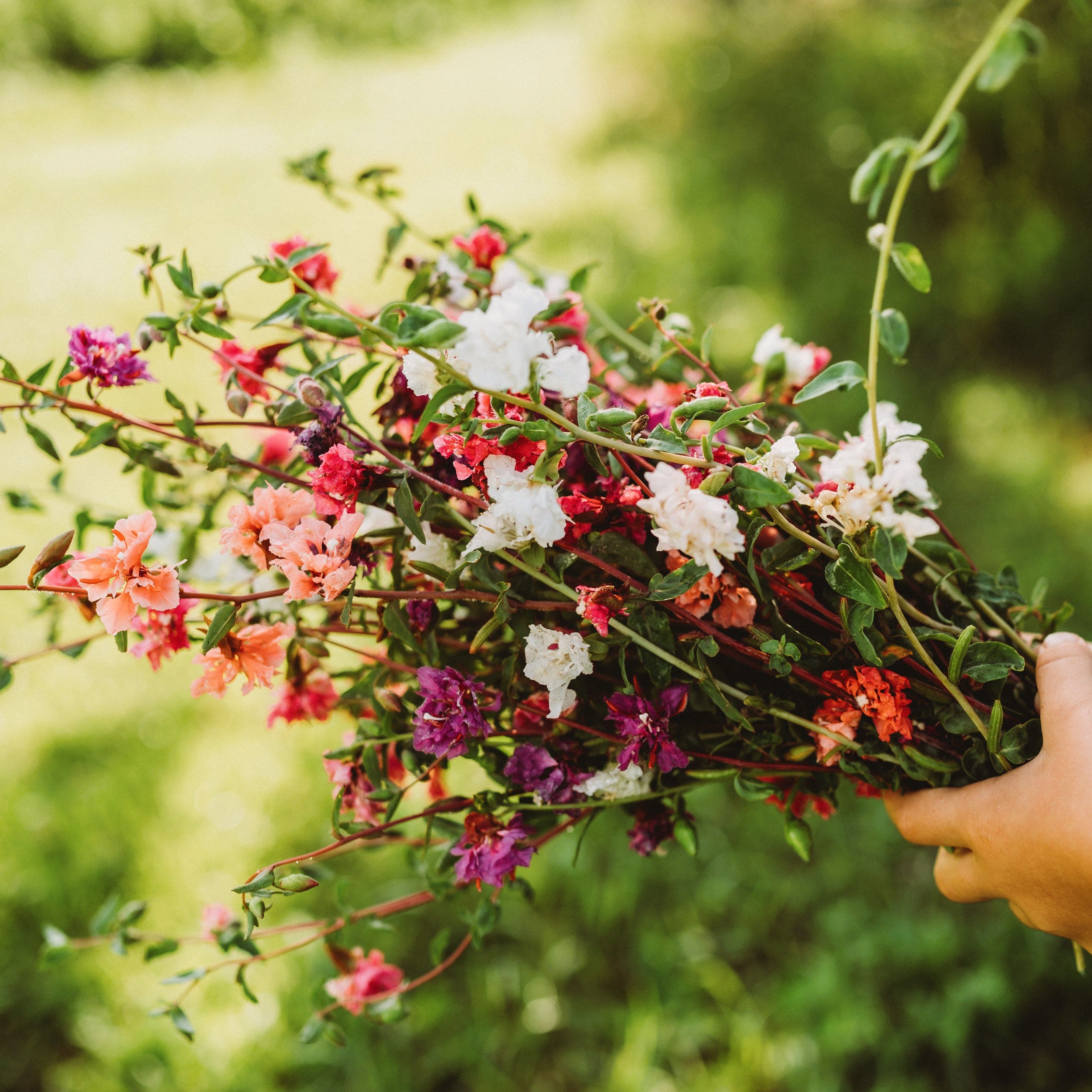 Mountain Garland Mix (Elegant Clarkia) Seeds