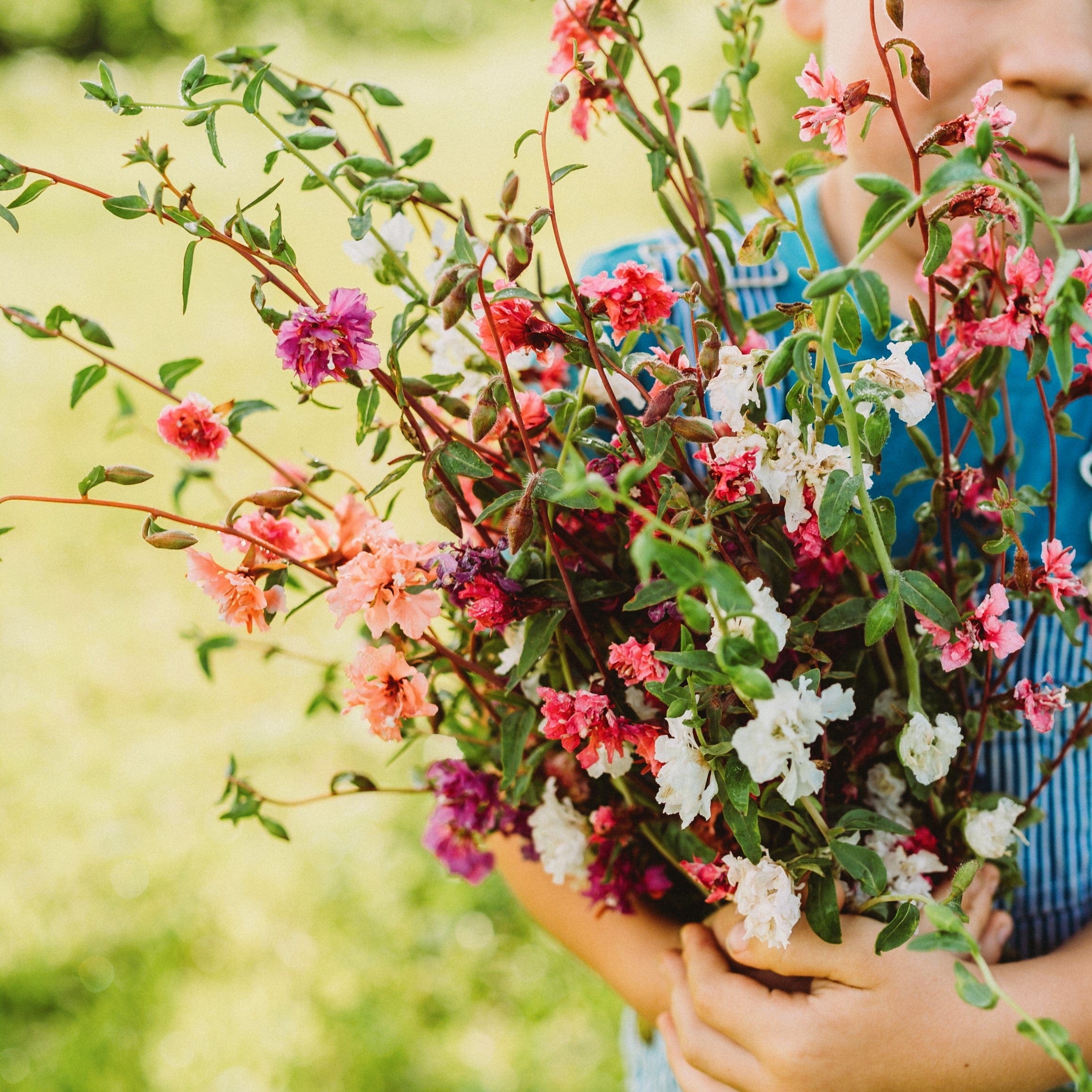 Mountain Garland Mix (Elegant Clarkia) Seeds