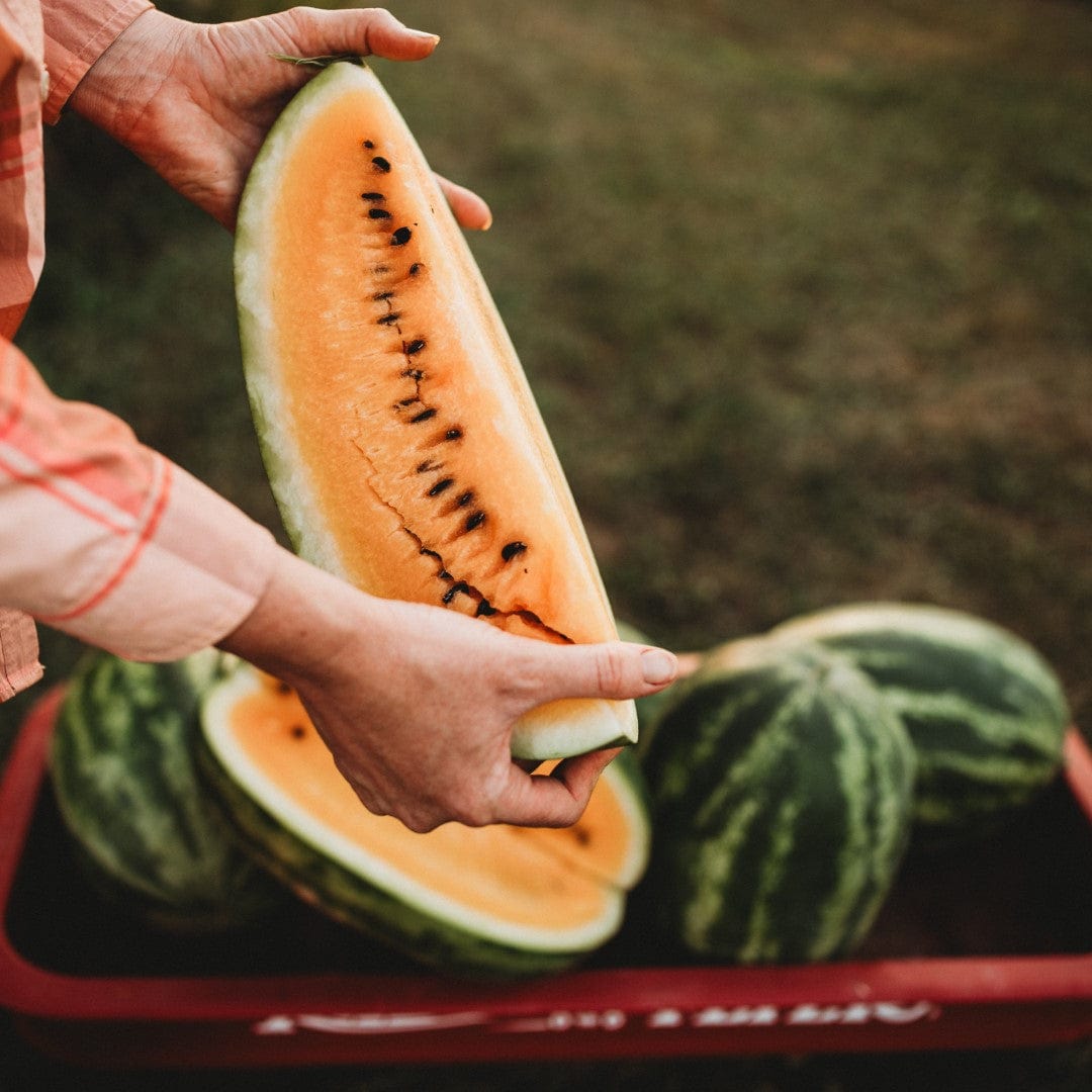 Mountain Sweet Watermelon