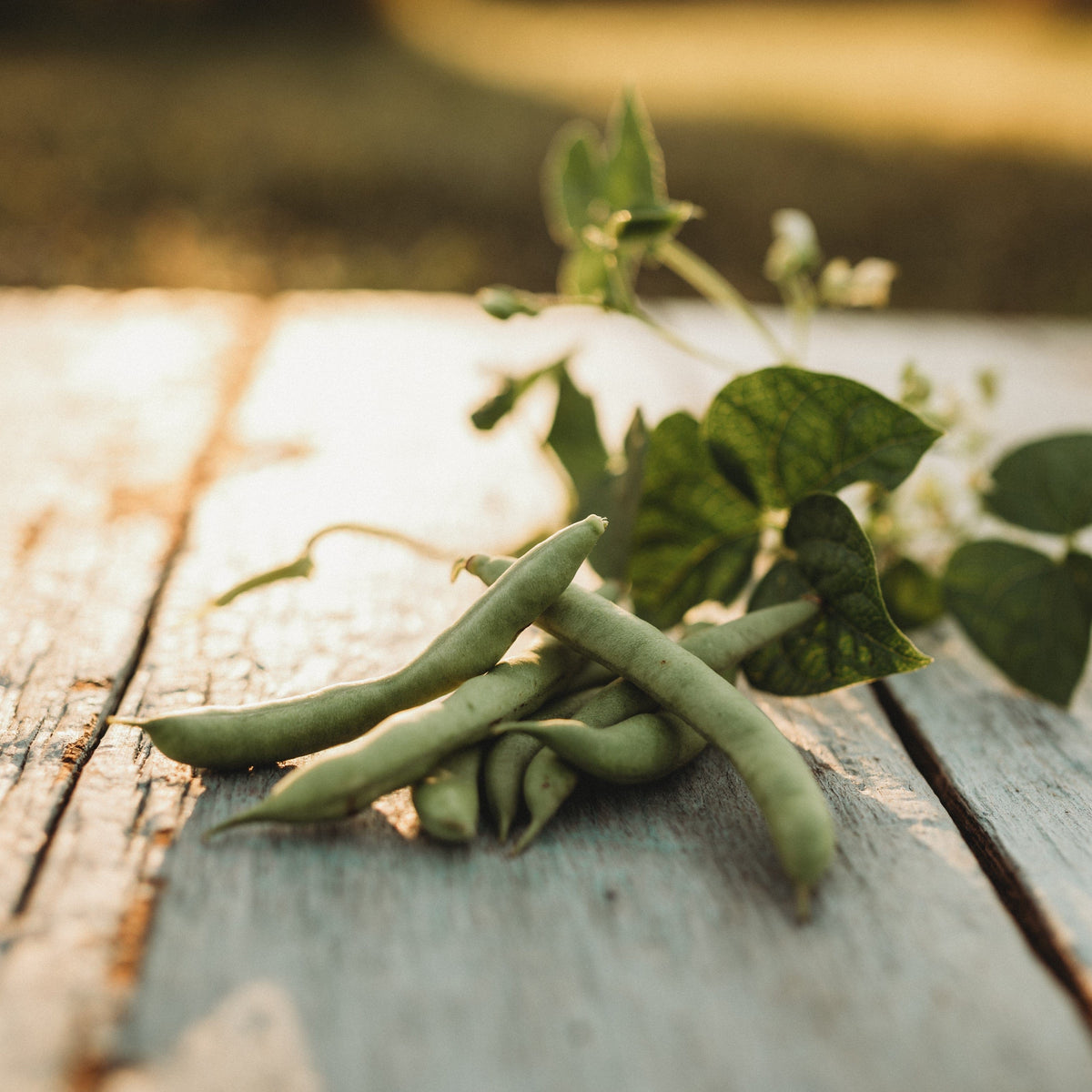 Mountaineer White Half-Runner Bean