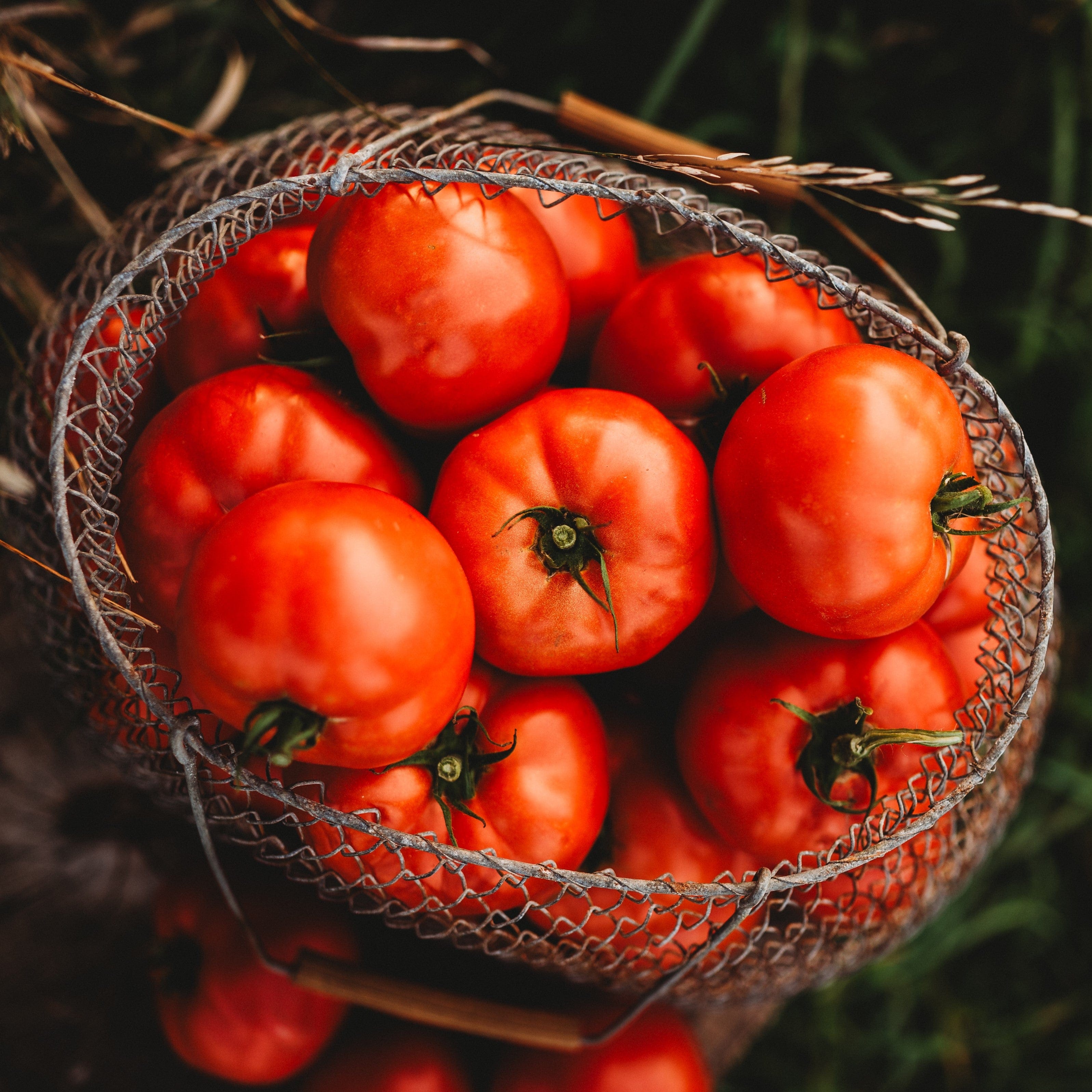 Mule Team Heirloom Tomato - Thresh Seed Co.
