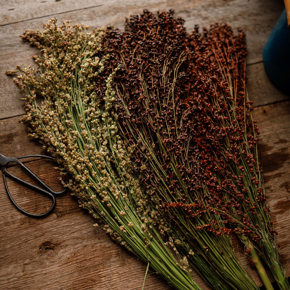 Multicolored Broom Corn