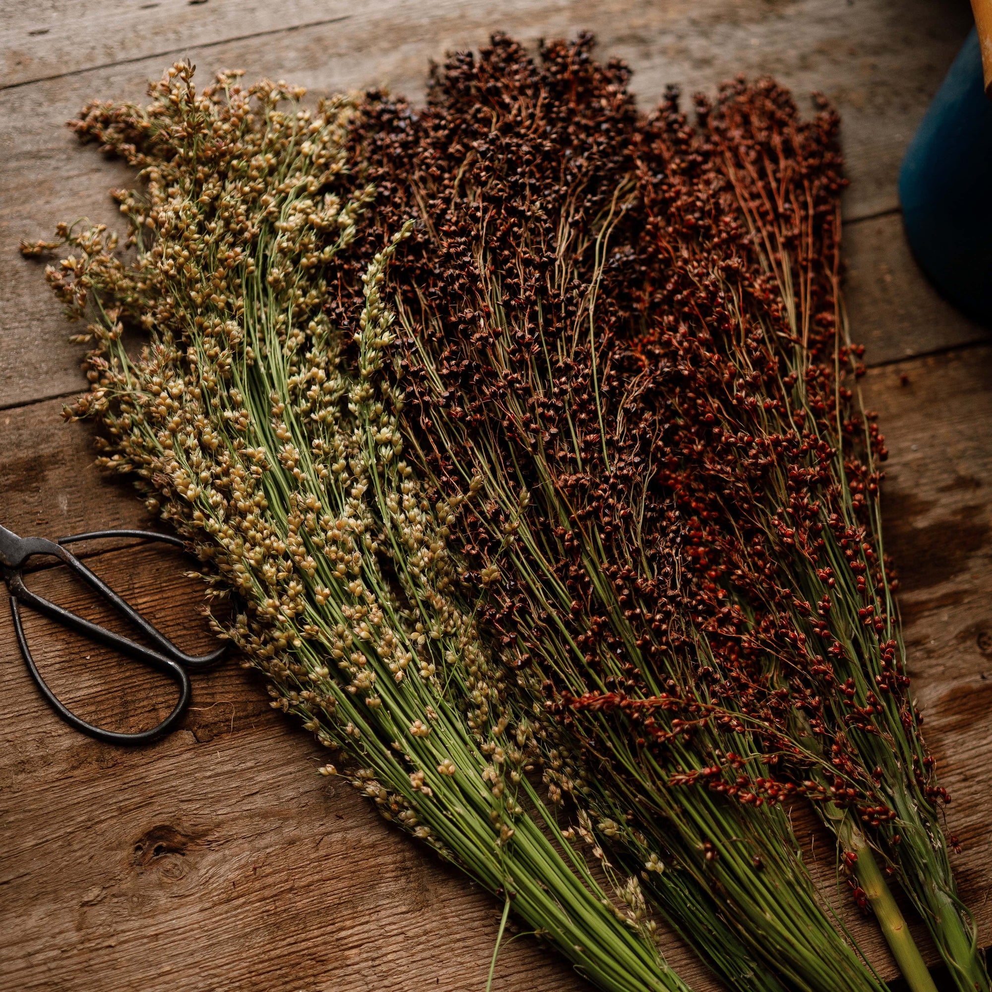 Multicolored Broom Corn, Packet (100 Seeds)