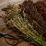 Multicolored Broom Corn