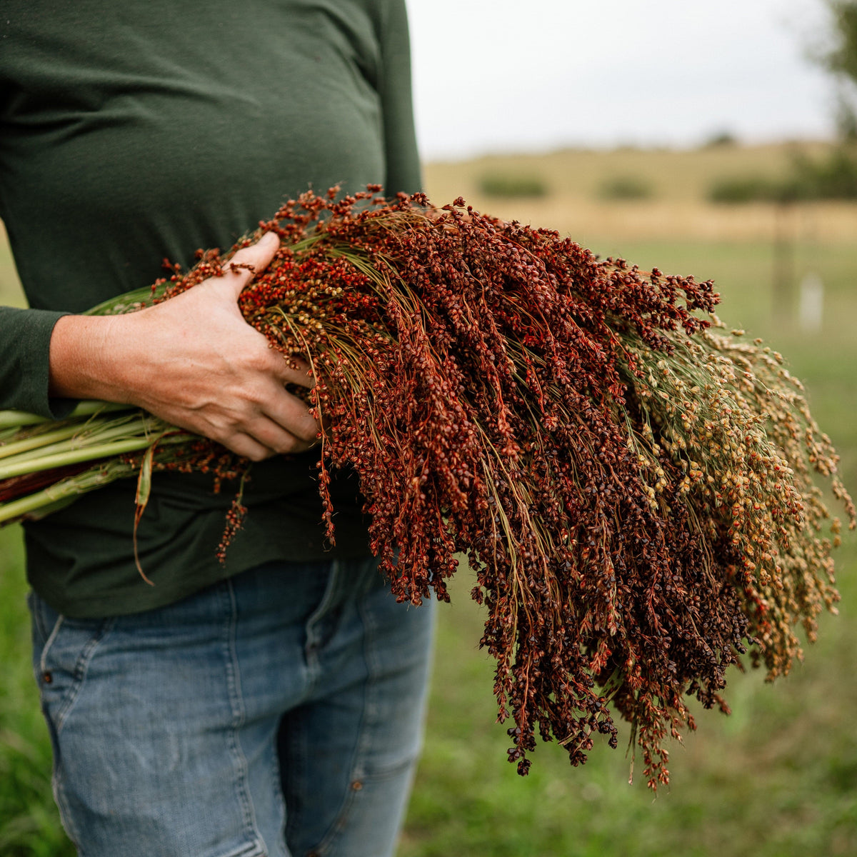 Multicolored Broom Corn