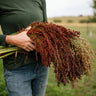 Multicolored Broom Corn