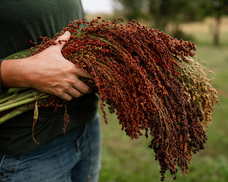 Multicolored Broom Corn
