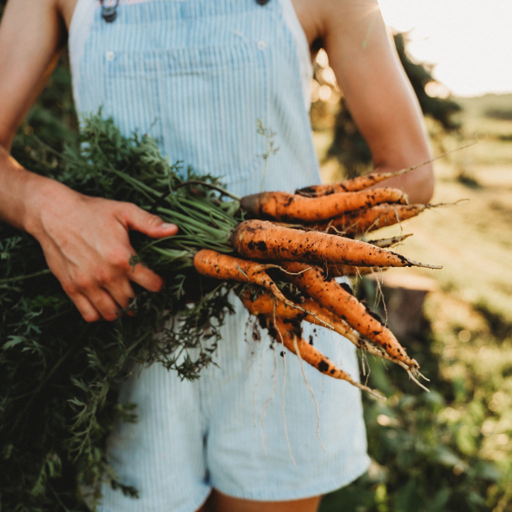 planting nantes carrot seeds Nantes Carrot Seeds