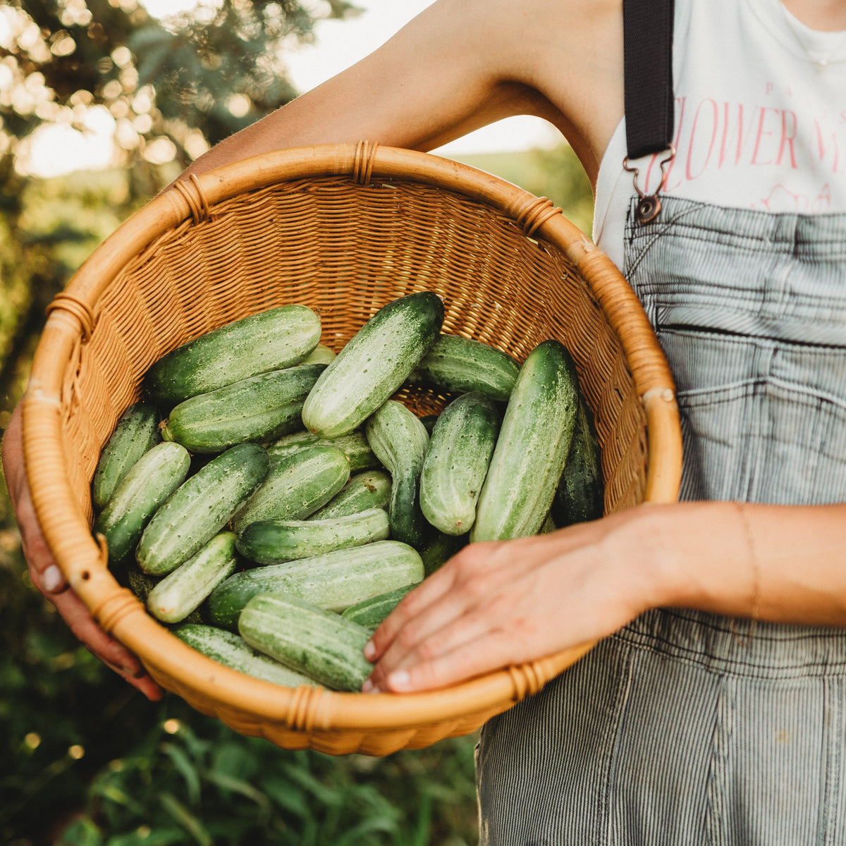 National Pickling Cucumber