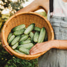 National Pickling Cucumber