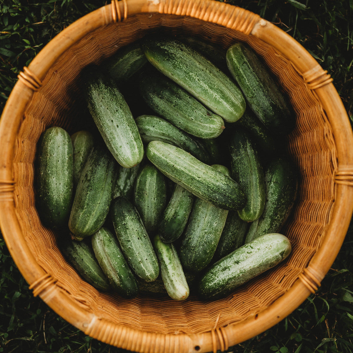National Pickling Cucumber