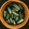 National Pickling Cucumber