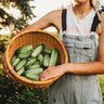 National Pickling Cucumber