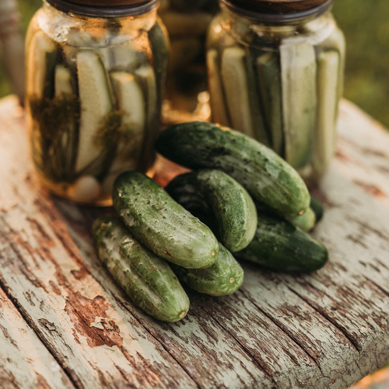 National Pickling Cucumber